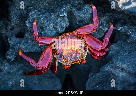 Ecuador, Galapagos-Inseln, Santiago, roten Rock crab Stockfoto