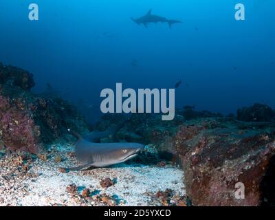 Costa Rica, Weißspitzen-Riffhaie, Triaenodon obesus Stockfoto