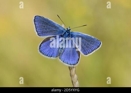 Gemeinsame blaue Schmetterling auf einer Spitze Stockfoto