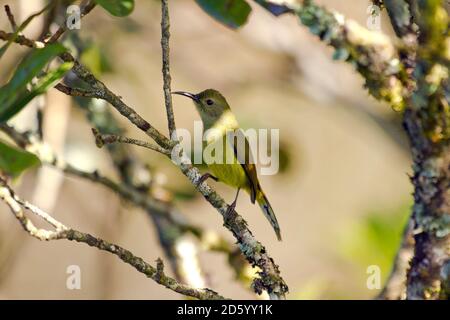 Thailand, Chiang Mai, Doi Inthanon, Grünschwanz-Sonnenvogel, Aethopyga nipalensis, Weibchen Stockfoto