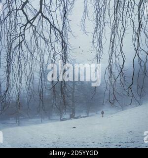 Deutschland, bei Wuppertal, Mann beim Wandern im verschneiten Wald Stockfoto