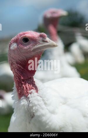 Deutschland, Unering, Freilandhaltung Puten am Bio-Bauernhof Stockfoto