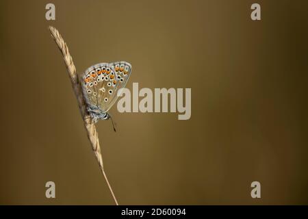 Gemeinsame blaue Schmetterling auf einer Spitze Stockfoto