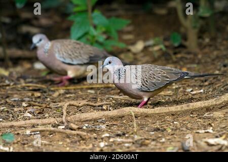 Thailand, Kaeng Krachan, Spotted Tauves Stockfoto