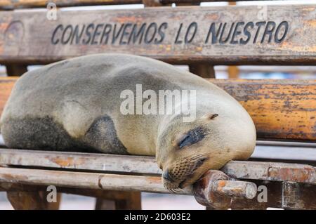 Ecuador, Galapagos Inseln, San Cristobal, dösen Galapagos Seelöwen auf einer Bank liegend Stockfoto