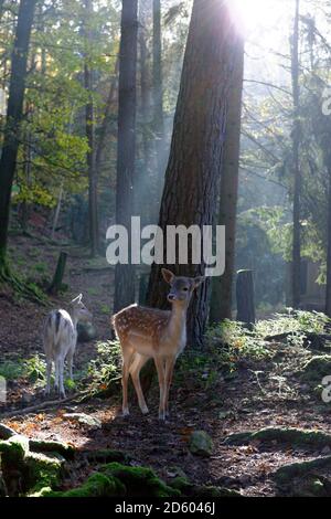 Deutschland, Furth Im Wald, Damhirsche im Wildlife park Stockfoto