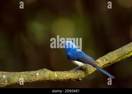 Thailand, Kaeng Krachan, schwarz-napter Monarch auf einem Zweig Stockfoto