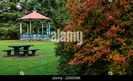 Perthshire, Schottland, Großbritannien, 14. Oktober 2020. UK Wetter: Herbstfarben. Die Bäume in Perthshire zeigen atemberaubende Gold- und Orangenfarben an einem Tag, der zwischen Regen- und Sonnentage wechselte. Im Bild: Der viktorianische Bandstand im MacRosty Park oder Taylor Park mit Herbstblättern auf einem Busch Stockfoto