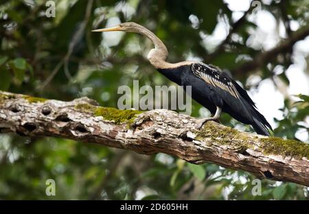 Borneo, Anhinga melanogaster, Darter auf einem Ast Stockfoto