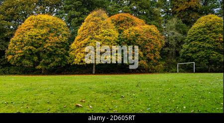 Perthshire, Schottland, Großbritannien, 14. Oktober 2020. UK Wetter: Herbstfarben. Die Bäume in Perthshire zeigen atemberaubende Gold- und Orangenfarben an einem Tag, der zwischen Regen- und Sonnentage wechselte. Im Bild: Herbstbäume im MacRosty Park oder Mungall Park, Crieff Stockfoto