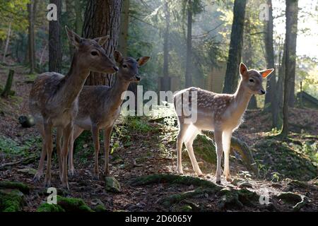 Deutschland, Furth Im Wald, Damhirsche im Wildlife park Stockfoto