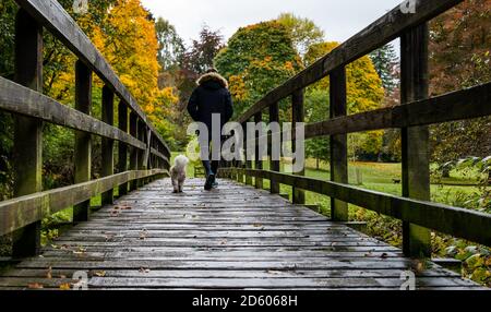 Perthshire, Schottland, Großbritannien, 14. Oktober 2020. UK Wetter: Herbstfarben. Die Bäume in Perthshire zeigen atemberaubende Gold- und Orangenfarben an einem Tag, der zwischen Regen- und Sonnentage wechselte. Im Bild: Herbstbäume im MacRosty Park, Mungall Park oder Taylor Park, Crieff als junger Mann geht seinen Hund über eine hölzerne Fußgängerbrücke Stockfoto