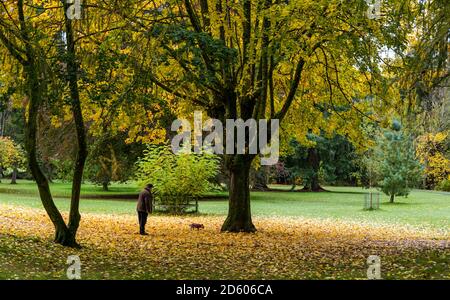 Perthshire, Schottland, Großbritannien, 14. Oktober 2020. UK Wetter: Herbstfarben. Die Bäume in Perthshire zeigen atemberaubende Gold- und Orangenfarben an einem Tag, der zwischen Regen- und Sonnentage wechselte. Im Bild: Herbstbäume mit Herbstblättern, die den Boden bedecken, wenn ein Mann seinen Hund im MacRosty Park oder Taylor Park spaziert Stockfoto