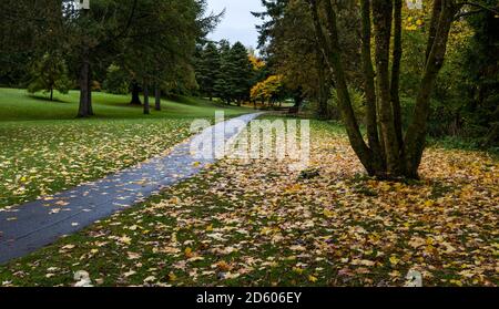 Perthshire, Schottland, Großbritannien, 14. Oktober 2020. UK Wetter: Herbstfarben. Die Bäume in Perthshire zeigen atemberaubende Gold- und Orangenfarben an einem Tag, der zwischen Regen- und Sonnentage wechselte. Im Bild: Herbstblätter bedecken den Boden und den Fußweg im MacRosty Park oder Taylor Park Stockfoto