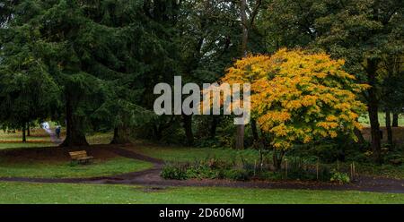 Perthshire, Schottland, Großbritannien, 14. Oktober 2020. UK Wetter: Herbstfarben. Die Bäume in Perthshire zeigen atemberaubende Gold- und Orangenfarben an einem Tag, der zwischen Regen- und Sonnentage wechselte. Im Bild: Ein Herbstbaum, japanischer Ahornbaum, in MacRosty Park oder Taylor Park, Crieff Stockfoto