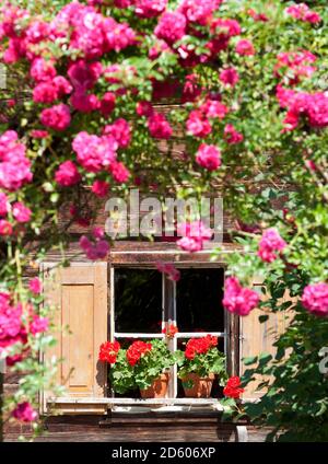 Österreich, Salzburger Land, Freilichtmuseum in Grossgmain, Rosengarten und Geranien auf der Fensterbank des Bauernhauses Stockfoto