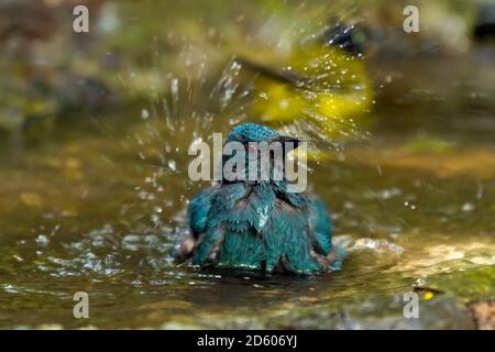 Thailand, Kaeng Krachan, Baden asiatische Fee-Blauvogel Stockfoto
