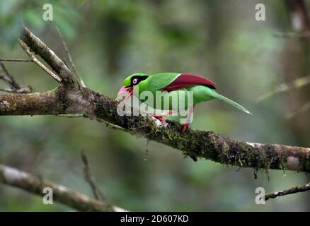 Malaysia, Borneo, Sabah, Kinabalu Park, Bornean Green Elster, Cissa jefferyi Stockfoto