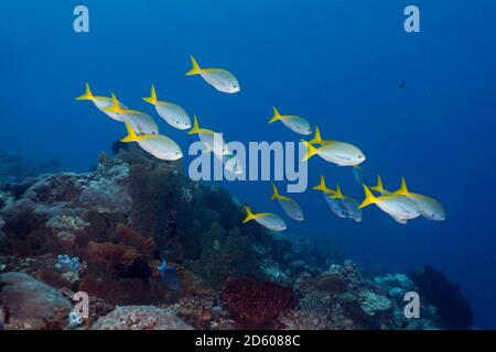 Indonesien, Bali, Nusa Lembongan, rotbauch gelbschwanziger Fusilier, Caesio cuning Stockfoto