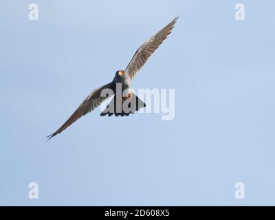 Männliche Red-footed Falcon, Falco Vespertinus, fliegen Stockfoto