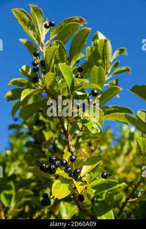 Nahaufnahme einer Lorbeerhecke, die große giftige hat Schwarze Beeren Stockfoto