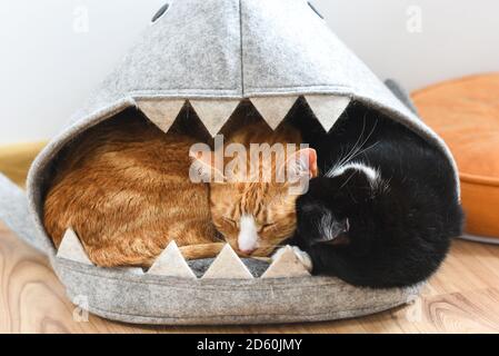 Zwei Katzen kuscheln zusammen in ihrem Katzenhaus, Lair. Stockfoto