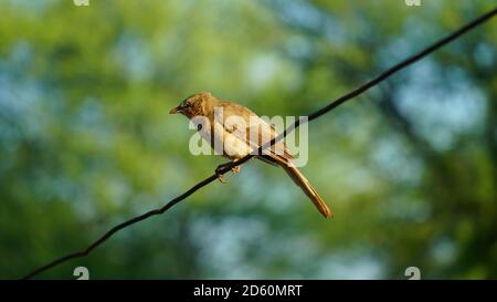 Jungle Babbler oder Seven Sisters Vogel auf der Spitze der Stange ruhen. Ein Dschungelbabbler auf Draht. Stockfoto