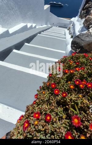 Santorini Treppen Blumen wachsen an der Wand an der Straße Und Meer Griechenland Inseln Stockfoto