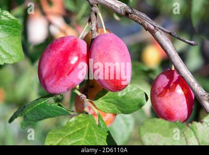 Plum tree with ripe plum fruit. Branches with juicy fruits on sunset light. Close up of the plums ripe on branch. Organic plums tree in an orchard. Pl Stockfoto