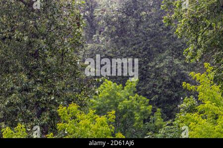 Lange und schnelle Regentropfen fallen in grünen Wald bei Sonnige und windige Bedingungen Stockfoto