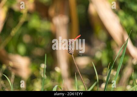 red dragonfly sitting on a plant Stockfoto