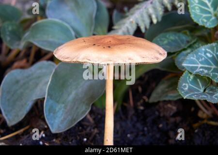 Nahaufnahme eines Fairy Ring Pilzens, der in einem Garten wächst, Vancouver, British Columbia, Kanada Stockfoto