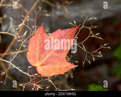 Nahaufnahme eines einzigen Wind geblasen roten Ahornblatt Acer rubrum im Herbst, Vancouver, British Columbia, Kanada Stockfoto