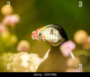 Entzückende Papageitaucher Fratercula Arctica sitzt auf der Klippe Kante unter Seethrift Blumen und genießen Orkney Sommer Stockfoto