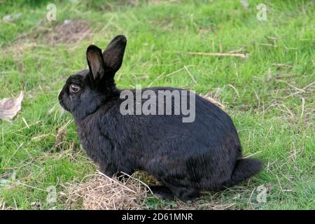 Seitenansicht eines wilden schwarzen Kaninchens, das auf einem Rasenfeld im Playa de l''''''' in der kanadischen Stadt, Vancouver, British Columbia, sitzt Stockfoto