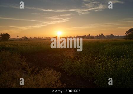 Eine hinterleuchtete Senfernte steht im frühen Morgenlicht von Ratlam, Madhya Pradesh, Indien Stockfoto