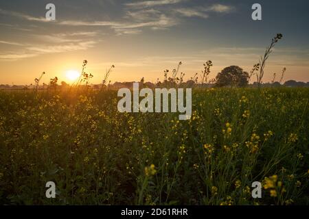 Stehende Pflanzen in frühen Morgenlicht in der Nähe von Ratlam in Madhya Pradesh, Indien Stockfoto