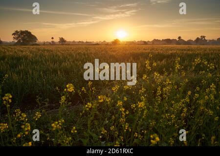 Stehende Pflanzen in frühen Morgenlicht in der Nähe von Ratlam in Madhya Pradesh, Indien Stockfoto