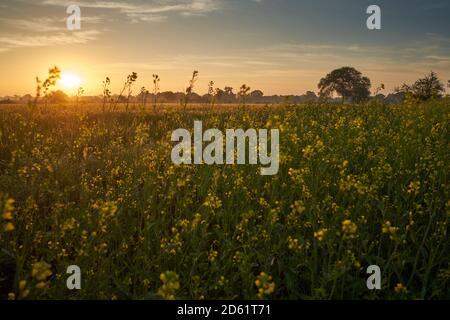 Stehende Pflanzen in frühen Morgenlicht in der Nähe von Ratlam in Madhya Pradesh, Indien Stockfoto