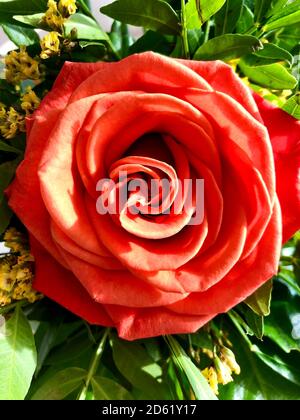 Rote Rose im Sonnenlicht in Nahaufnahme Stockfoto