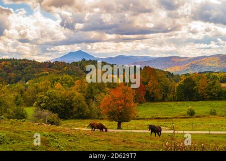 Ansicht der Kamele Höcker Berg in Herbstlaubjahreszeit, in Vermont. Stockfoto