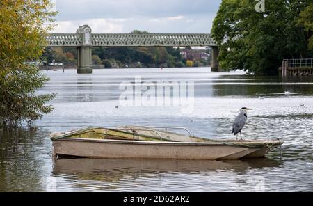 Heron sitzt auf einem Ruderboot auf der Themse, fotografiert am Strand on the Green, London, Großbritannien. Kew Eisenbahnbrücke im Hintergrund. Stockfoto