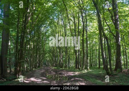 Dichter Wald, gebrochene unebene Straße im Wald, Walddickicht im frühen Frühjahr, Schlamm und Pfützen auf dem Waldweg Stockfoto