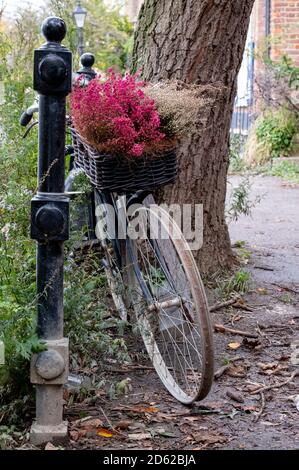 Fahrrad geparkt von einem Baum, mit rustikalen Korb von roten Heidekraut Blumen. Fotografiert von der Themse in Kew. Stockfoto