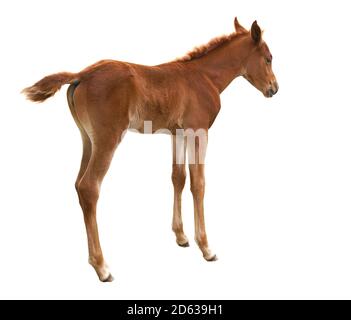 Fohlen isoliert auf weißem Hintergrund Stockfoto