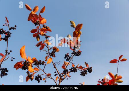 Ein Zweig der Apfelbeere in den herbstlichen Strahlen eines Elefant gegen einen blauen Himmel Stockfoto