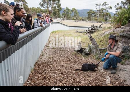 TASMANIEN, AUSTRALIEN - 18. Dez 2019: Fütterung des tasmanischen Teufels durch einen männlichen Tierhalter Stockfoto