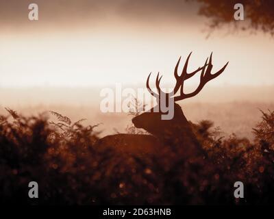 Red Deer Hirsch Silhouetten in den frühen Morgennebel und Licht. Stockfoto