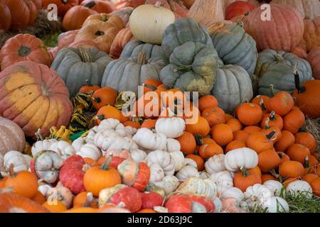 Beste Kürbis Patches für Danksagung Hintergrund Stockfoto