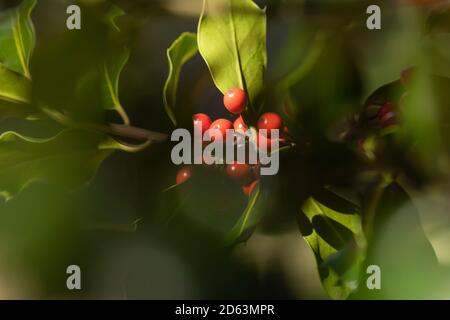 Wilde Stechpalme in ihrer natürlichen Umgebung, im Wald, mit seinen roten Beeren versteckt zwischen den Blättern, in der Nähe der kleinen Stadt Luesia, im oberen Bereich o Stockfoto
